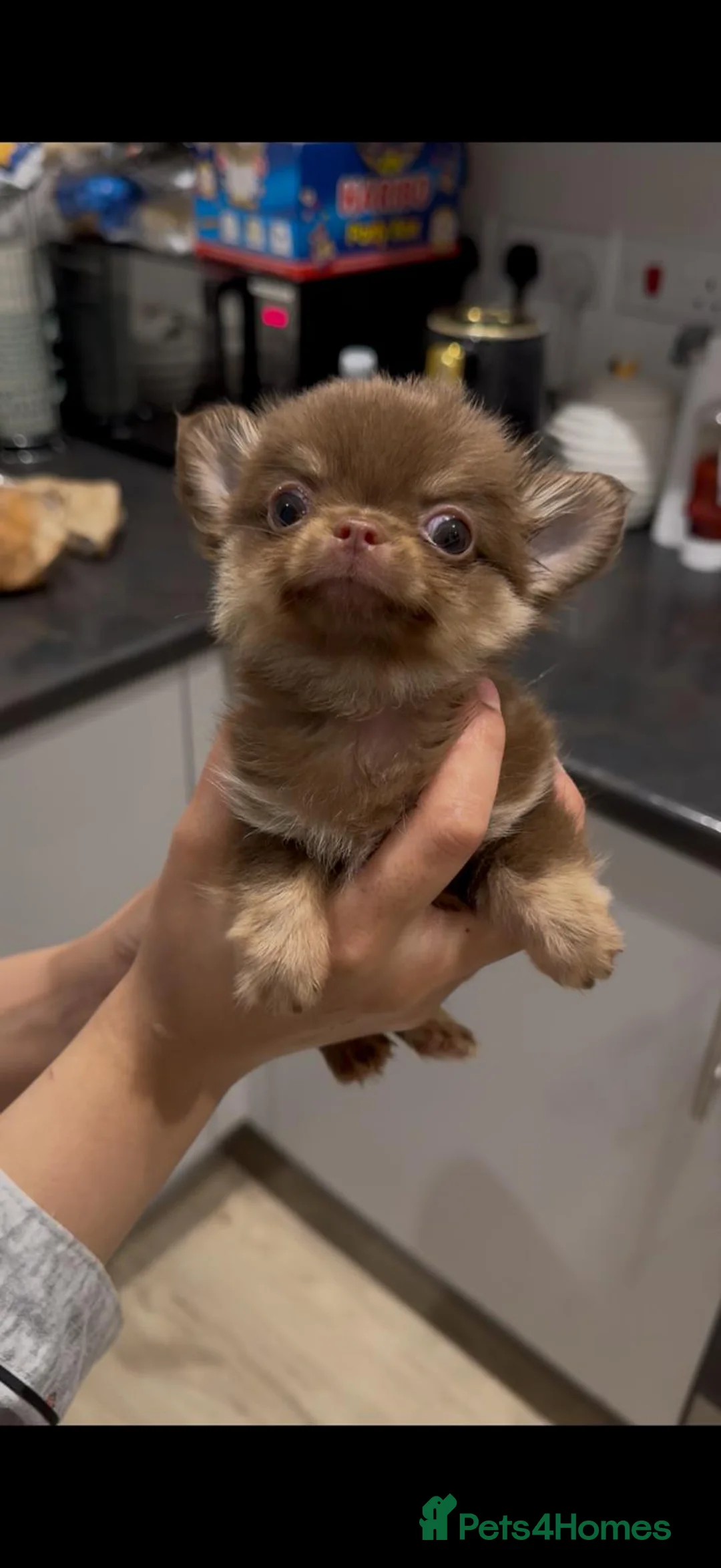 Chihuahua dogs for sale: chocolate tan long haired male chihuahua puppy in London - Advert 2