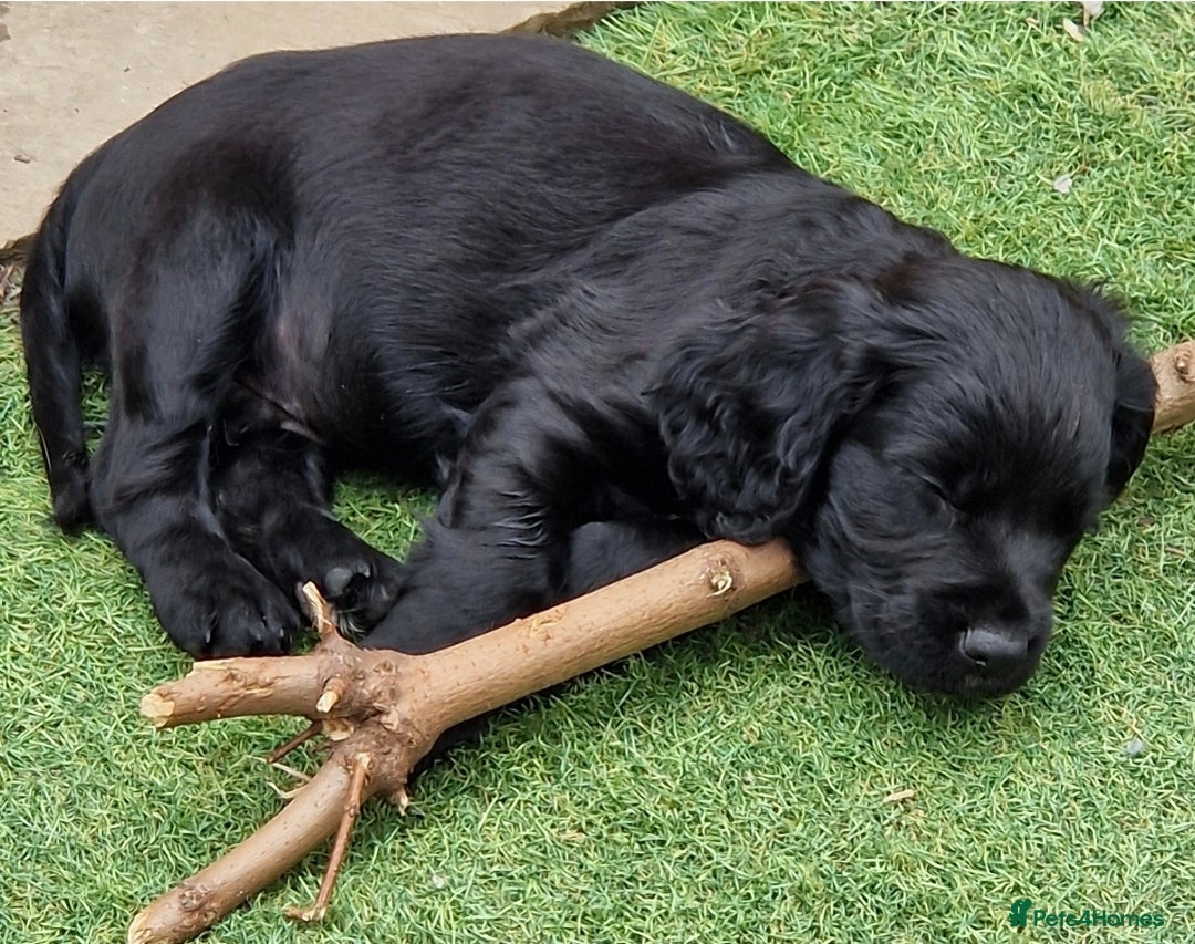 Cocker Spaniel dogs for sale: KC Working cocker spaniel puppies ready to leave - Image 3