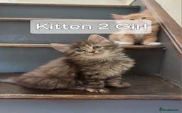 Maine Coon cats for sale: Beautiful Maine Coon x Ragdoll kittens  - Image 5
