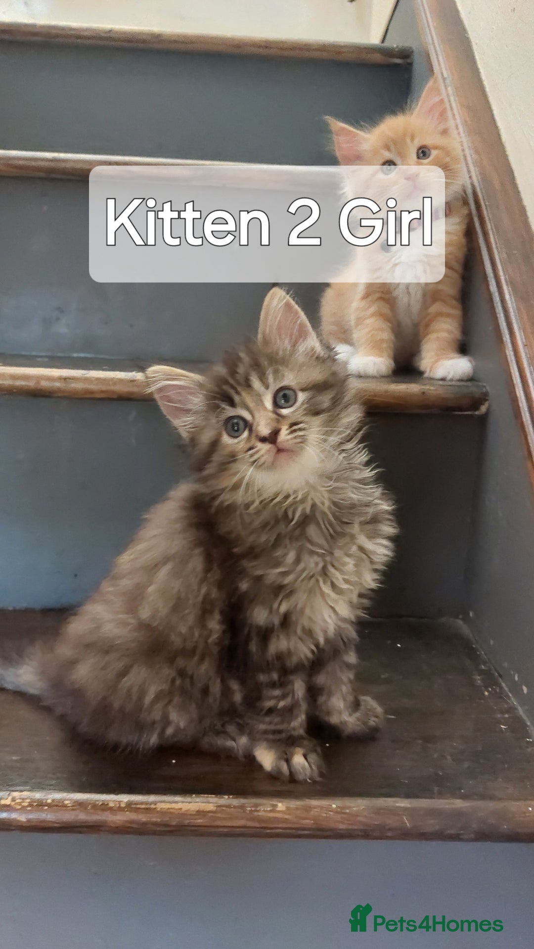 Maine Coon cats for sale: Beautiful Maine Coon x Ragdoll kittens  - Image 5
