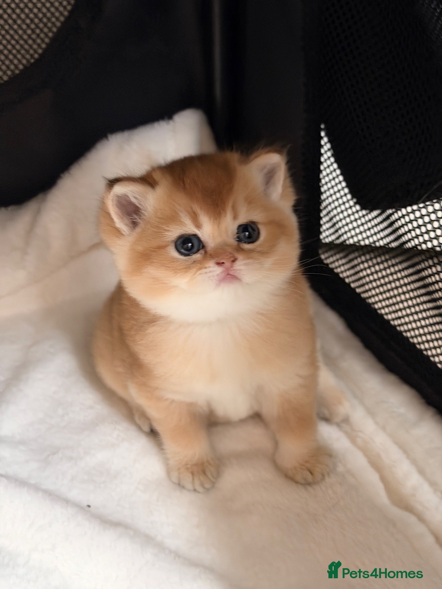 British Shorthair cats BSH golden kittens show quality TICA reg - Advert 1