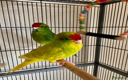 Parakeets birds for sale: 2 Hand Reared Boys Kakariki’s  - Image 4