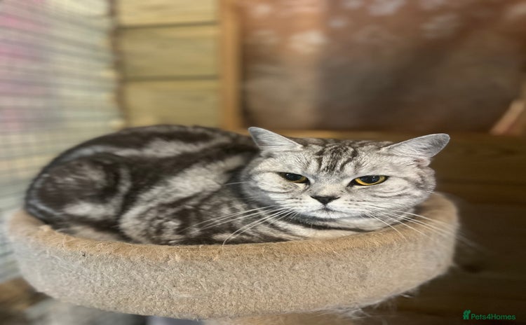 British Shorthair cats - Advert 4