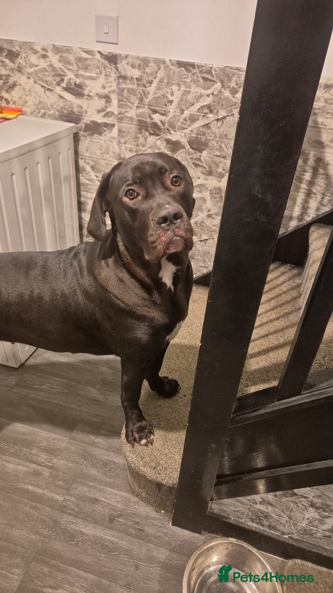 Mixed Breed dogs for sale: 1yr old female cane corso cross - Advert 5
