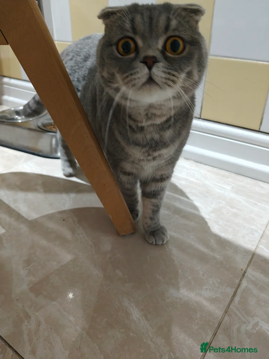 Mixed Breed cats for sale: Scottish fold Zeus - Advert 2