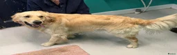 Golden Retriever dogs for stud: Handsome KC registered golden retriever for stud  - Advert 6
