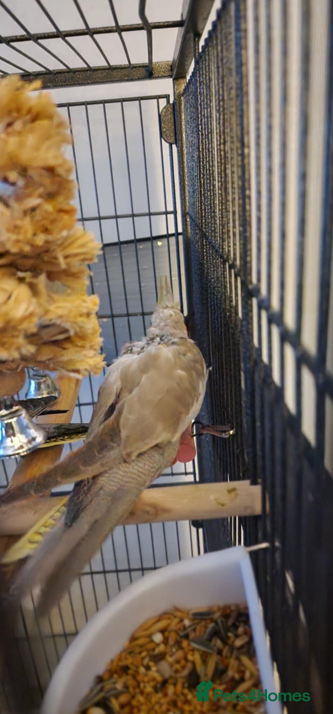 Cockatiels birds for sale: Baby Cockatiels  - Advert 4