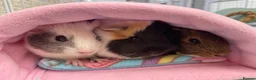 Guinea Pig rodents for sale: 2 pairs of female guinea pigs  - Advert 6