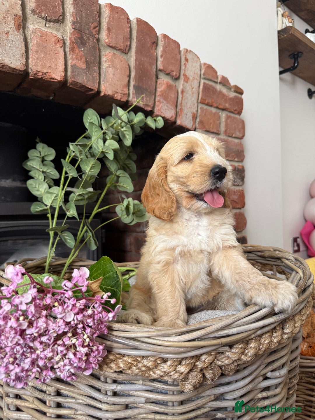 Australian Labradoodle dogs for sale: Australian labradoodle** READY TO GO** - Image 14