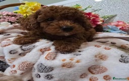 Toy Poodle dogs for sale: Kc reg deep red toy poodle council licensed  - Image 30