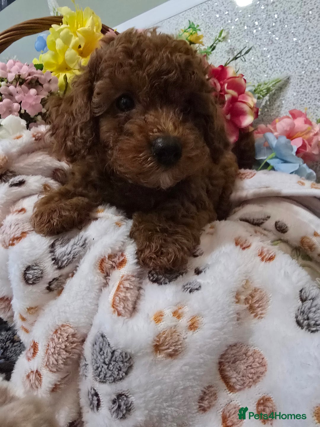 Toy Poodle dogs for sale: Kc reg deep red toy poodle council licensed  - Image 30