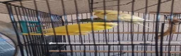 Budgerigars birds for sale: Bugdies for sale in Halifax - Advert 8