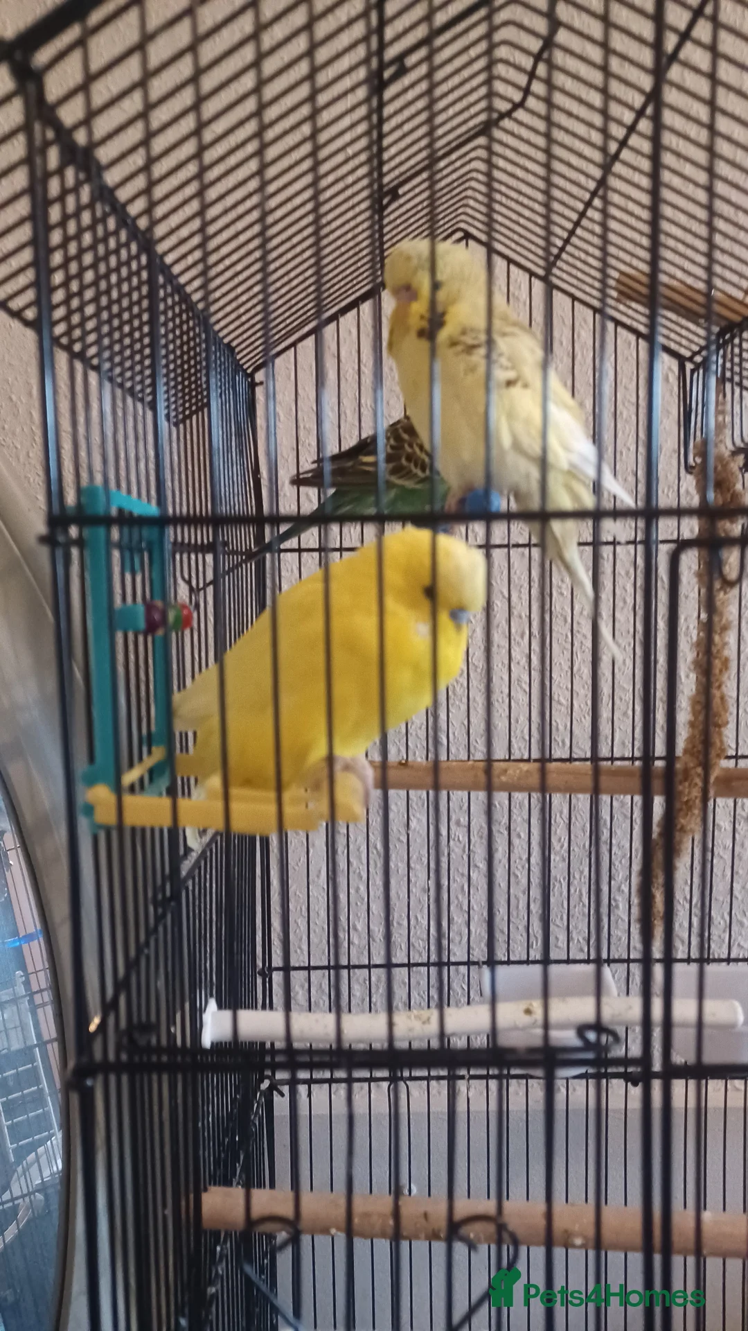 Budgerigars birds for sale: Bugdies for sale in Halifax - Advert 8