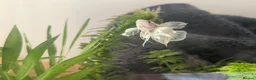 Bettas fish for sale: Female Dumbo fin Betta (White) in Pontefract - Advert 2