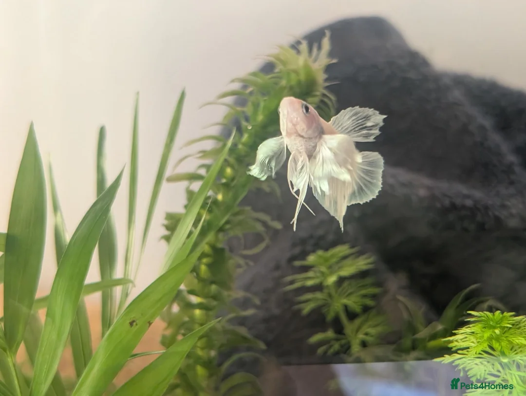 Bettas fish for sale: Female Dumbo fin Betta (White) in Pontefract - Advert 2