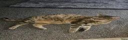 Mixed Breed cats for sale: Maine coon x bengal female in Stockton-on-Tees - Advert 2