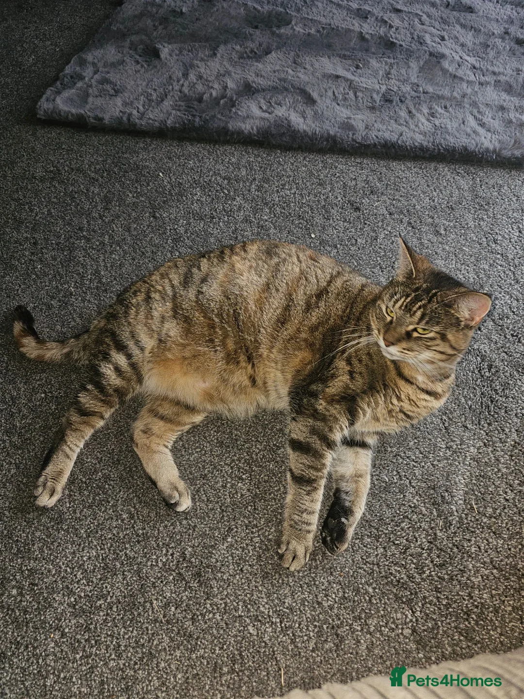 Mixed Breed cats for sale: Maine coon x bengal female in Stockton-on-Tees - Advert 2