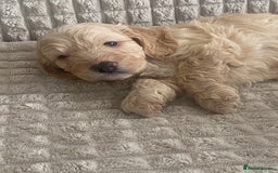 Cockapoo dogs for sale: Beautiful cockapoo puppies - Image 8