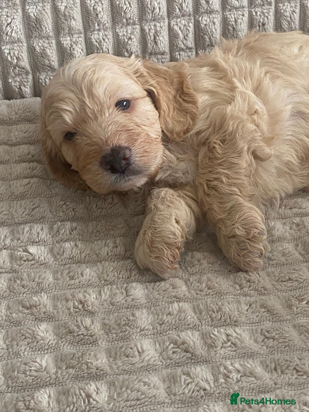 Cockapoo dogs for sale: Beautiful cockapoo puppies - Image 8