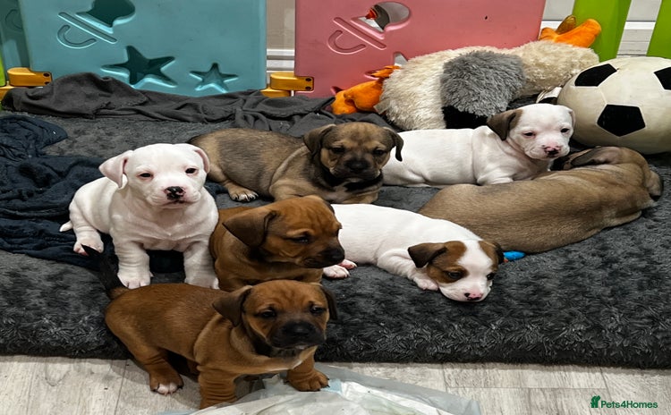 Mixed Breed dogs *4 left* Rare English Bulldach Puppies - Advert 1