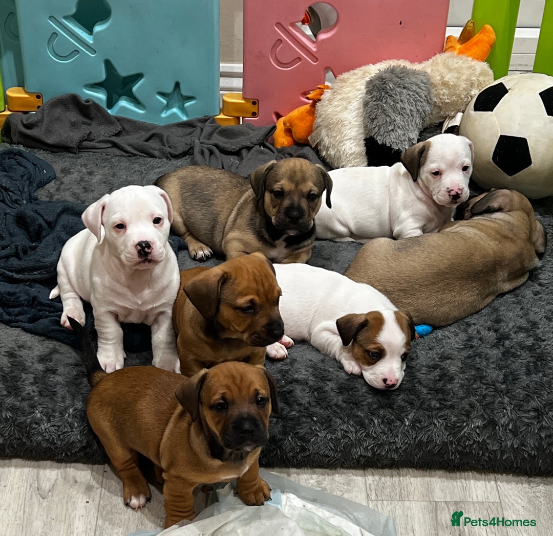 Mixed Breed dogs for sale:  Last 2 girls READY NOW! Rare English Bulldach - Advert 8