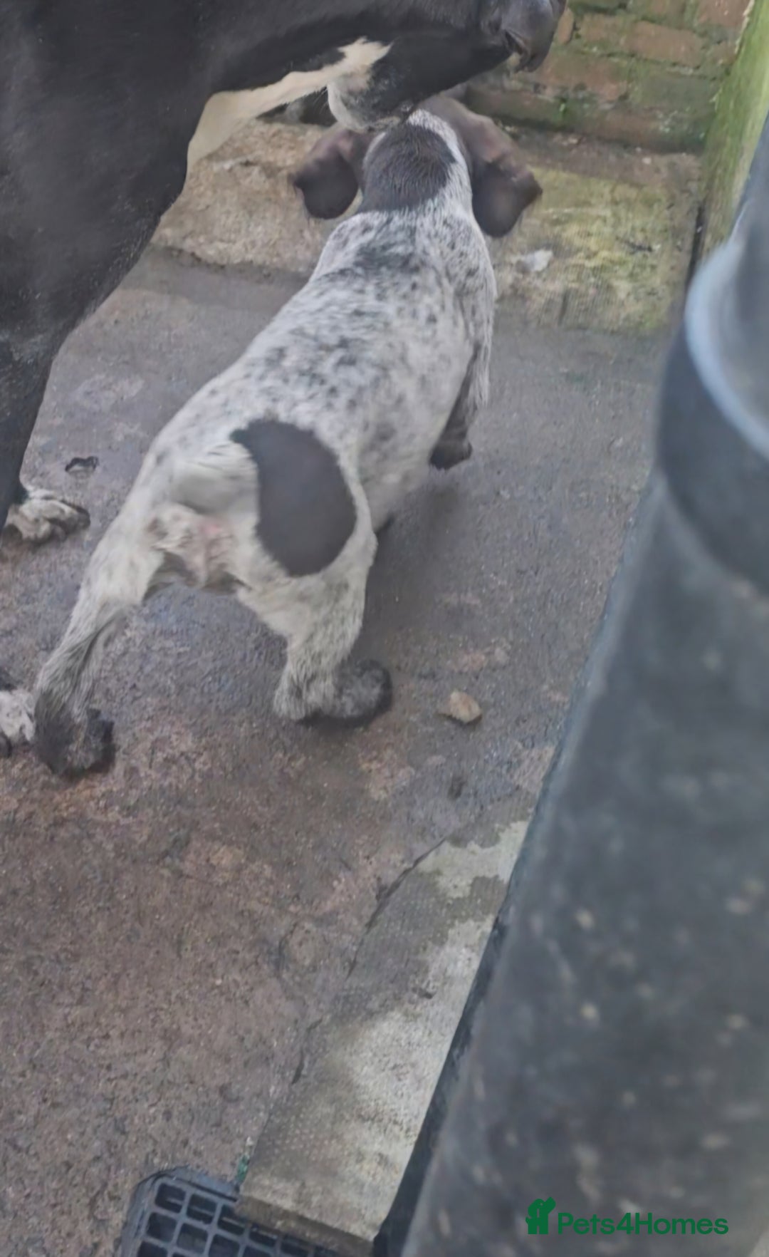 German Wirehaired Pointer dogs for sale: Female German Wirehaired pointer pup - Advert 8