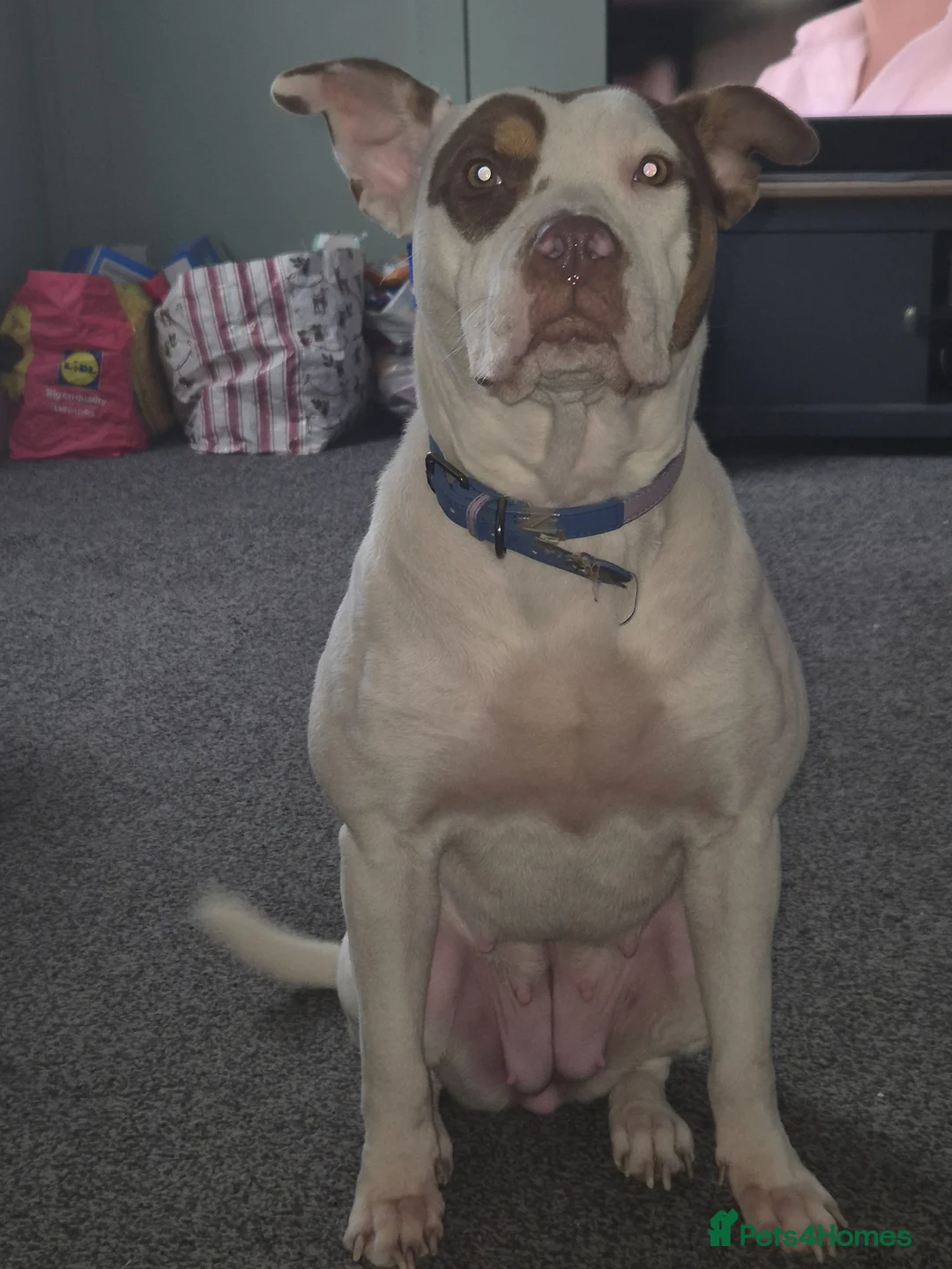 American Bulldog dogs for sale: Sad sale - Advert 1