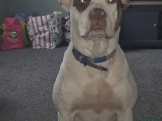 American Bulldog dogs Sad sale - Advert 2