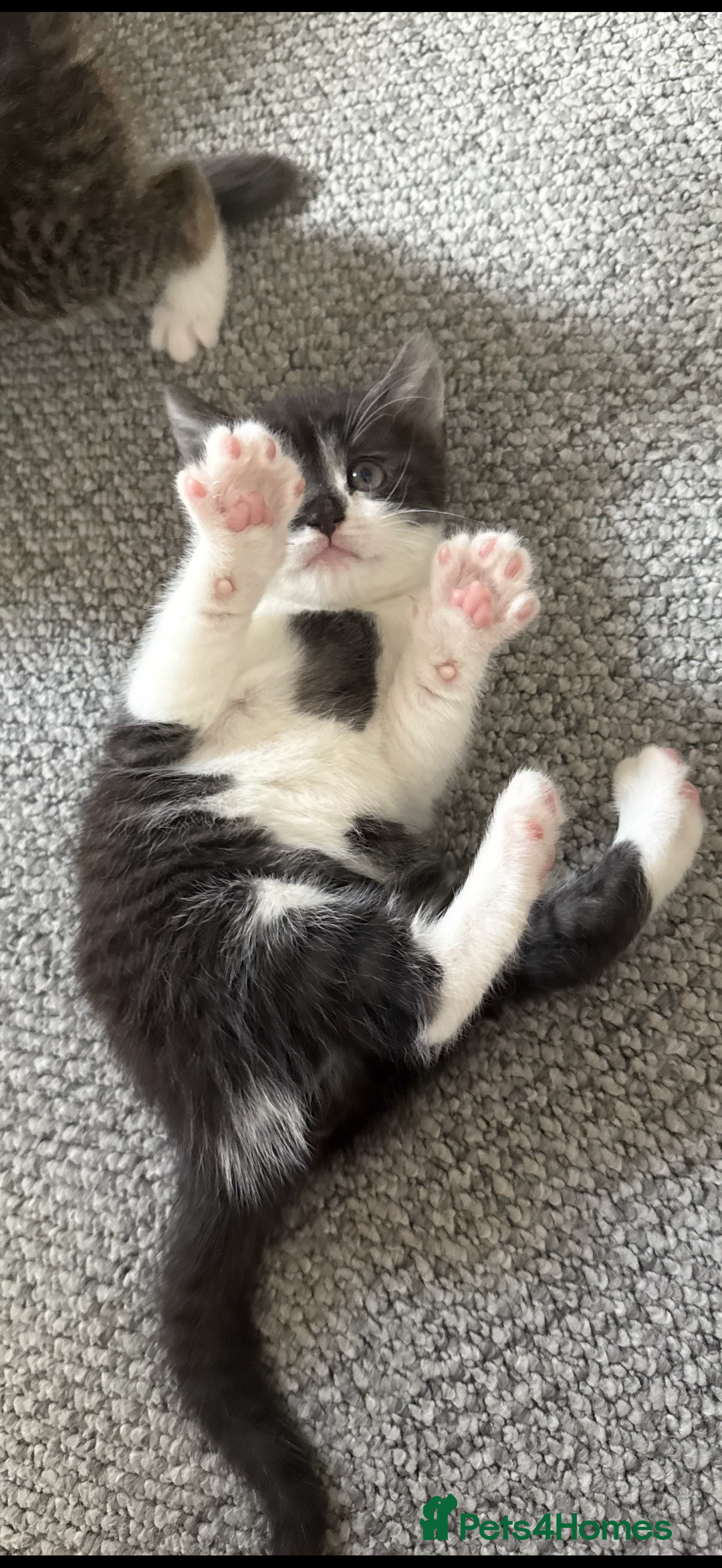 British Shorthair cats for sale: Beautiful half BSH Kittens  - Image 21