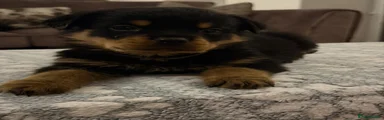 Rottweiler 3