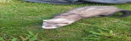 Ferret rodents for sale: Ferret kits 5 silver and white jills - Advert 7