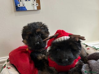 German Shepherd dogs Premium Pedigree GSD Puppies – Champion Bloodlines - Advert 1