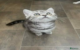 British Shorthair cats for sale: Silver spotted British Shorthair kittens  - Image 6