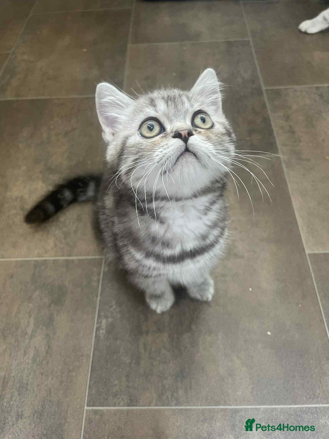 British Shorthair cats for sale: Silver spotted British Shorthair kittens  - Image 6