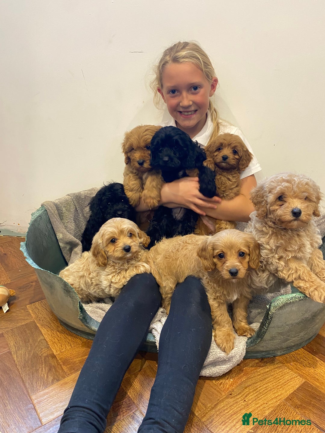 Cavapoochon dogs for sale: Gorgeous litter of Cavapoochon  - Image 4
