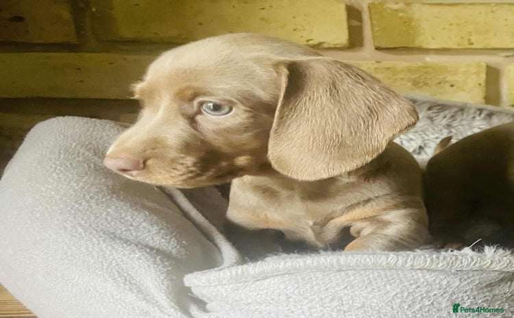 Miniature Dachshund dogs - Advert 10