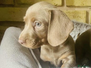 Miniature Dachshund dogs - Advert 32