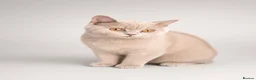 British Shorthair cats for sale: Gorgeous British Shorthair kittens ready to leave. - Advert 4