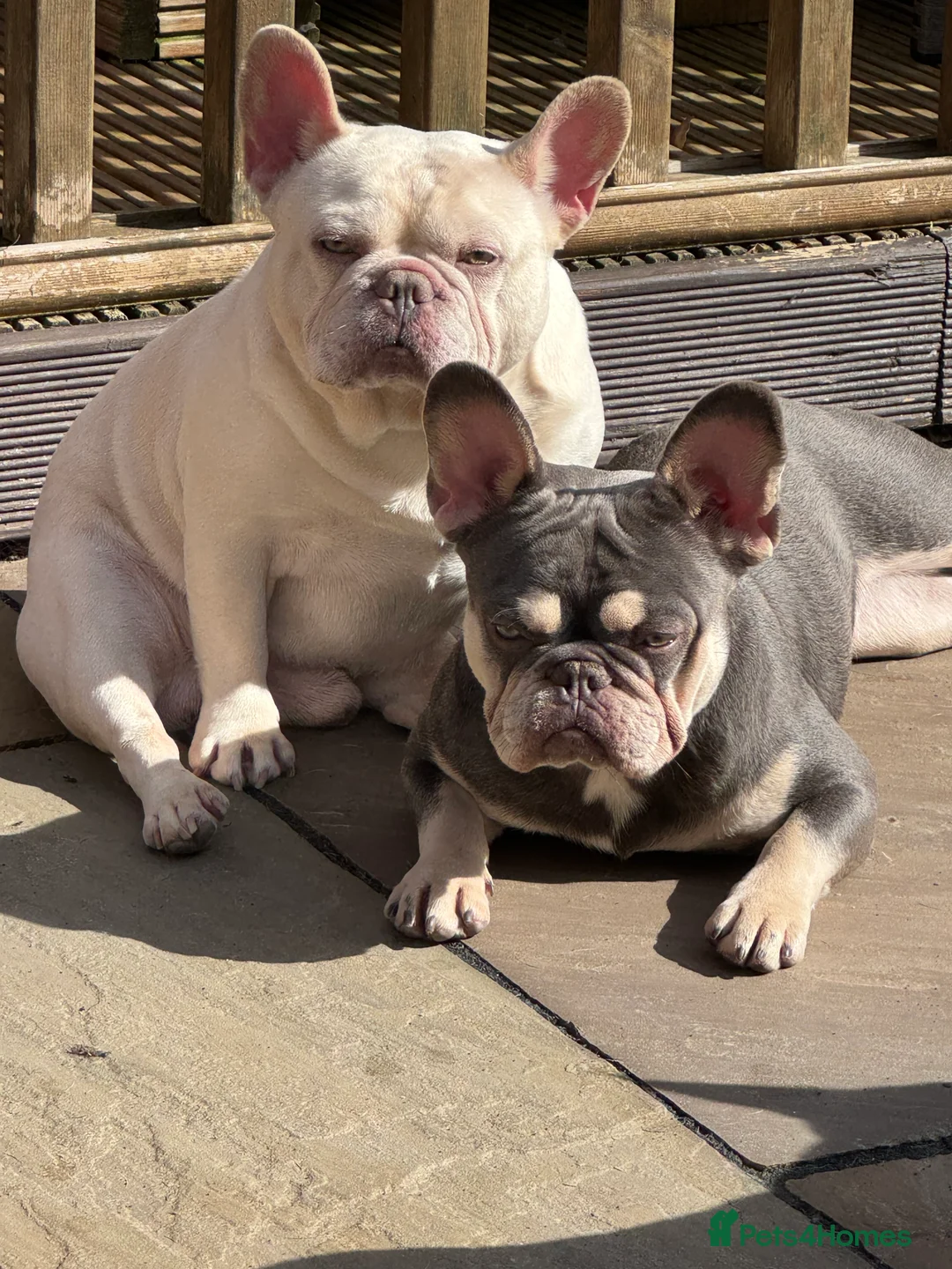French Bulldog dogs for stud: Amazing structure and quality ‼️ in Ebbw Vale - Advert 38