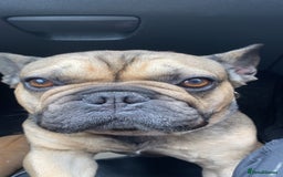 French Bulldog dogs for sale: French bulldog - Image 4