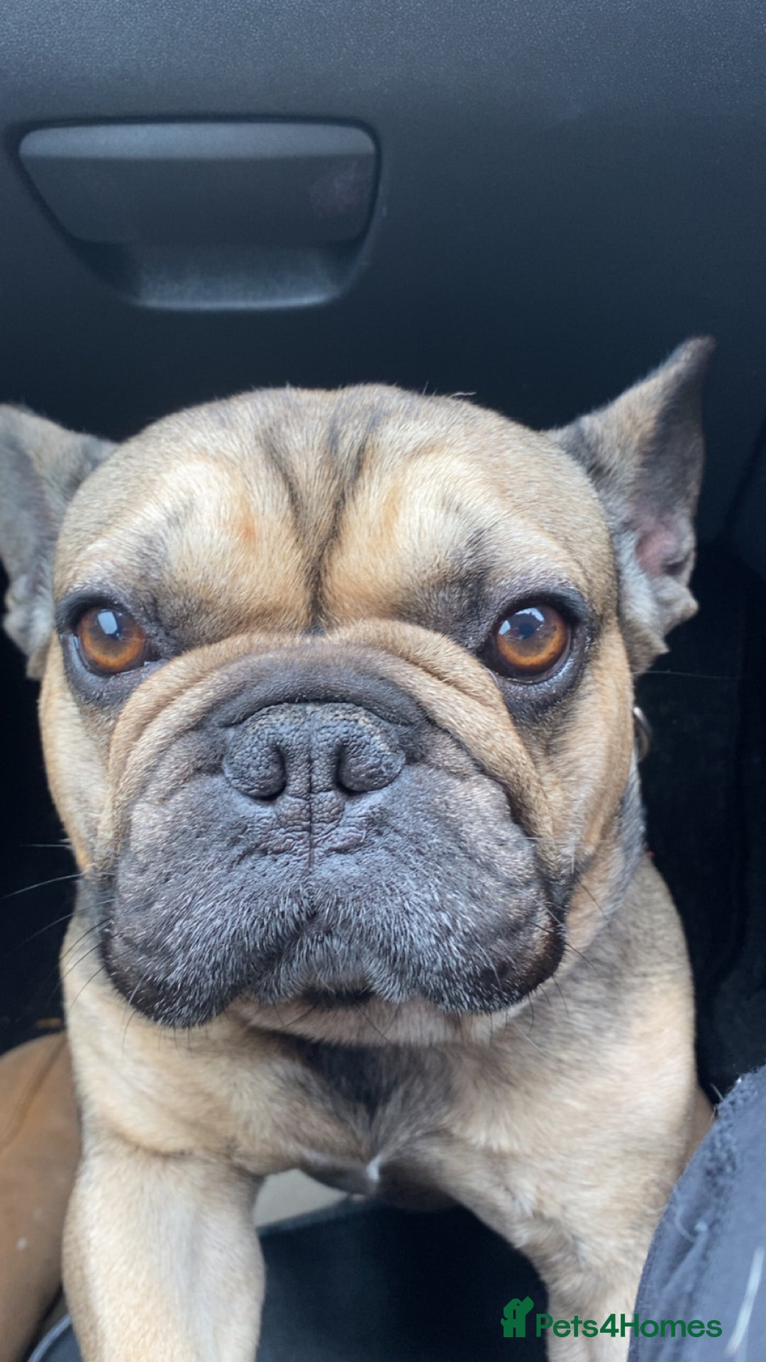 French Bulldog dogs for sale: French bulldog - Image 4