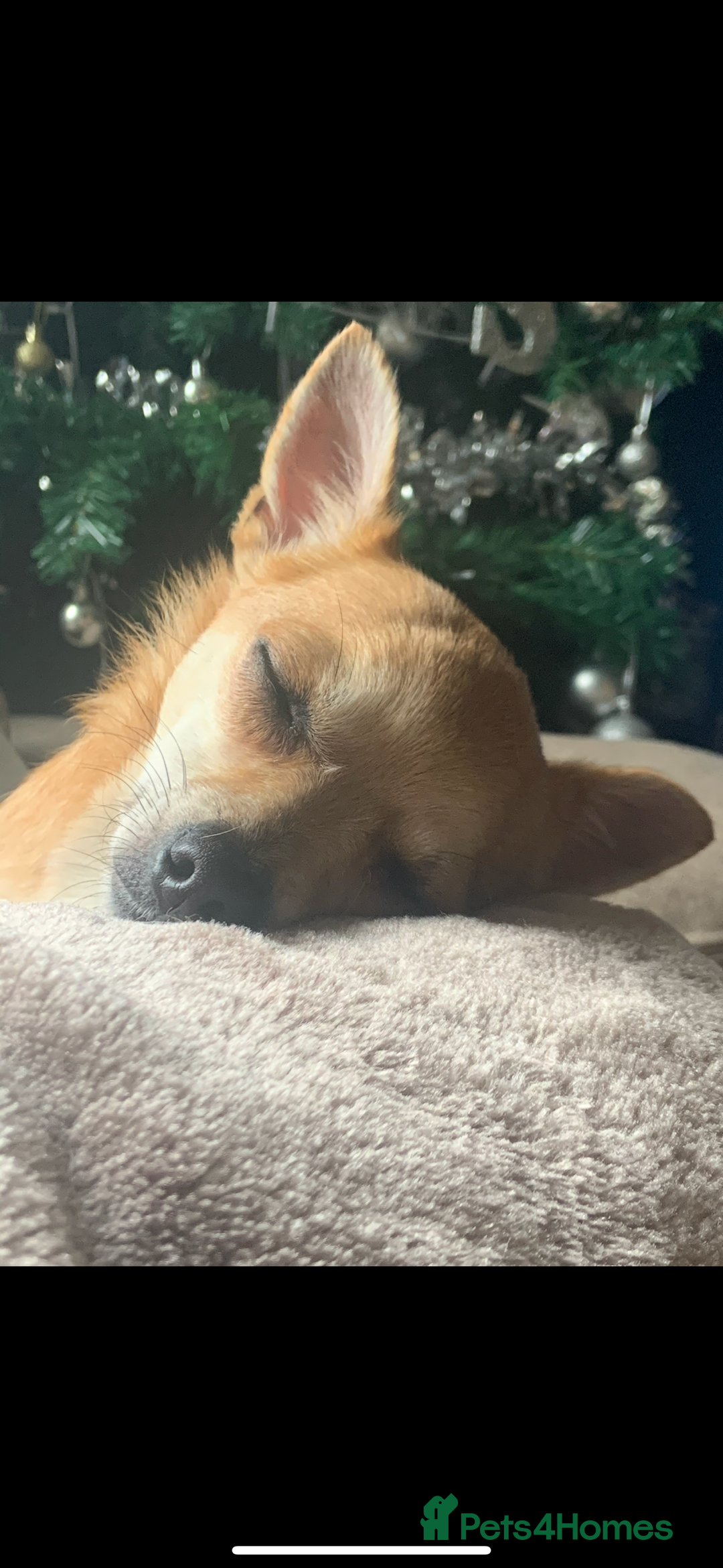 Chihuahua dogs for sale: Male Chihuahua looking for forever home - Image 4