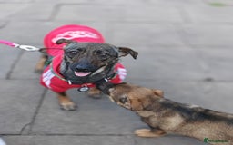 Mixed Breed dogs for adoption: 💖🐶 MALVA 🐶💖 - Image 12