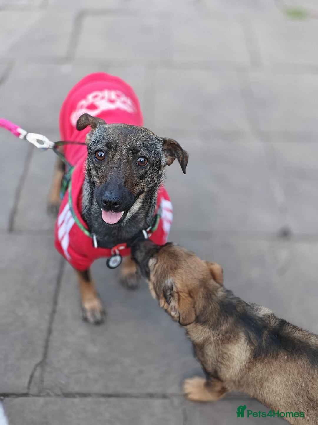 Mixed Breed dogs for adoption: 💖🐶 MALVA 🐶💖 - Image 12