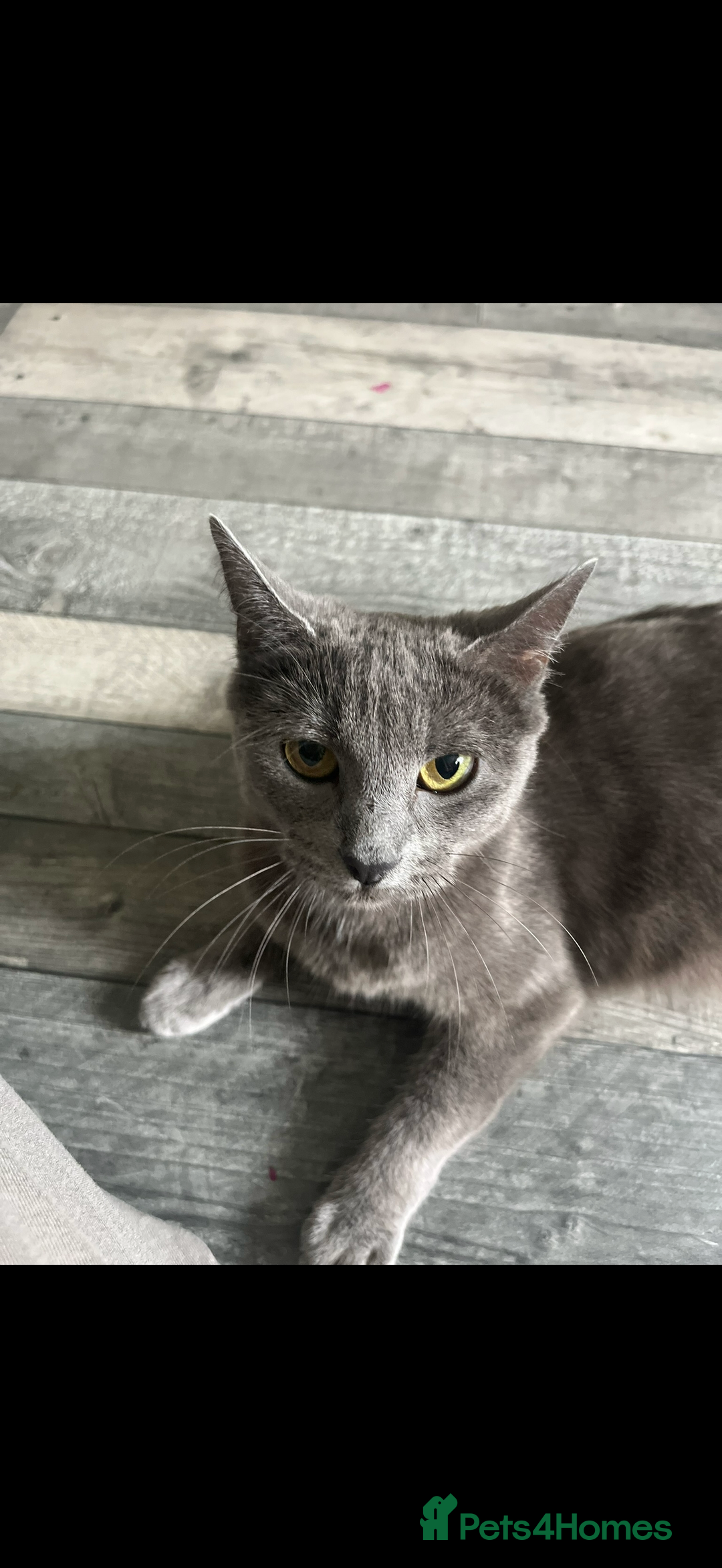 Mixed Breed cats for sale: Black kittens - Advert 1