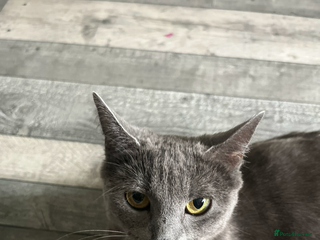 Mixed Breed cats Black kittens - Advert 1