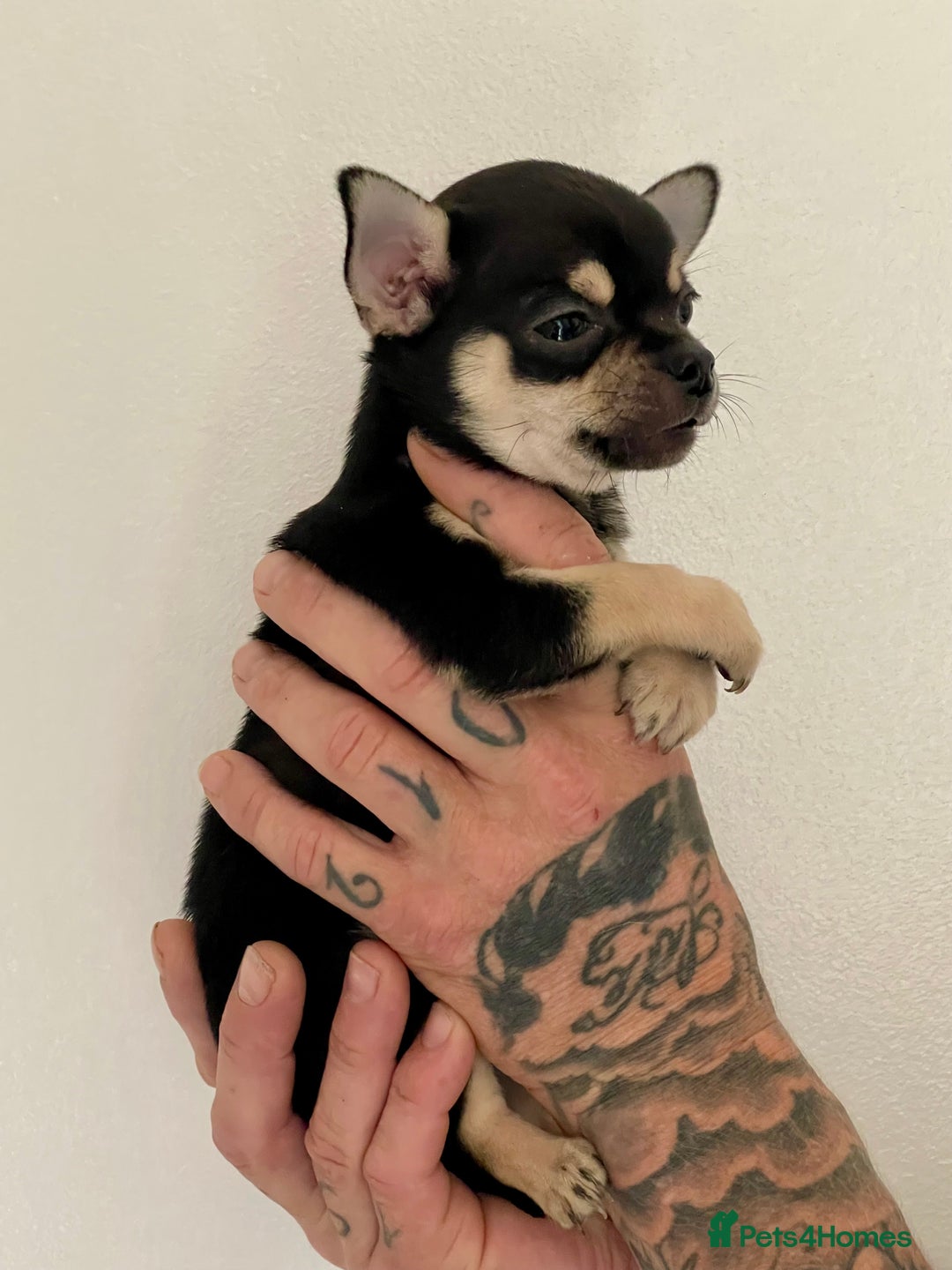 Chihuahua dogs for sale: KC Chihuahuas 🇬🇧 bloodline 5 🌟 - Image 7