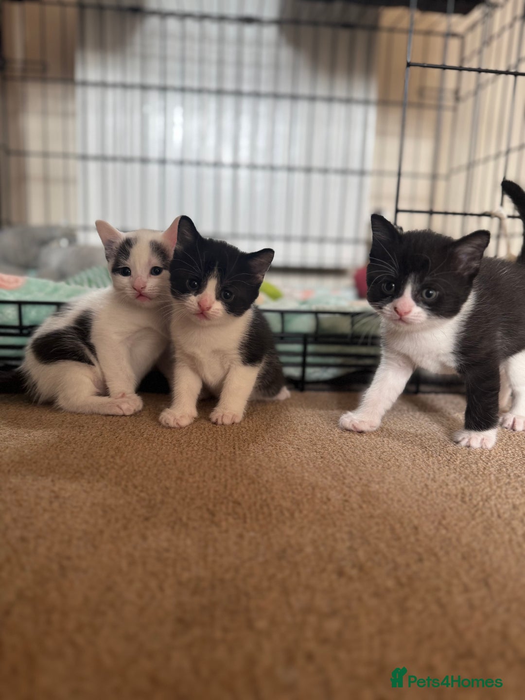 British Shorthair cats for sale: 1 male / 2 female kittens.  - Image 1