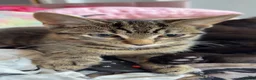 Domestic Shorthair cats for sale: Kittens looking forever home  in Dunfermline - Advert 4