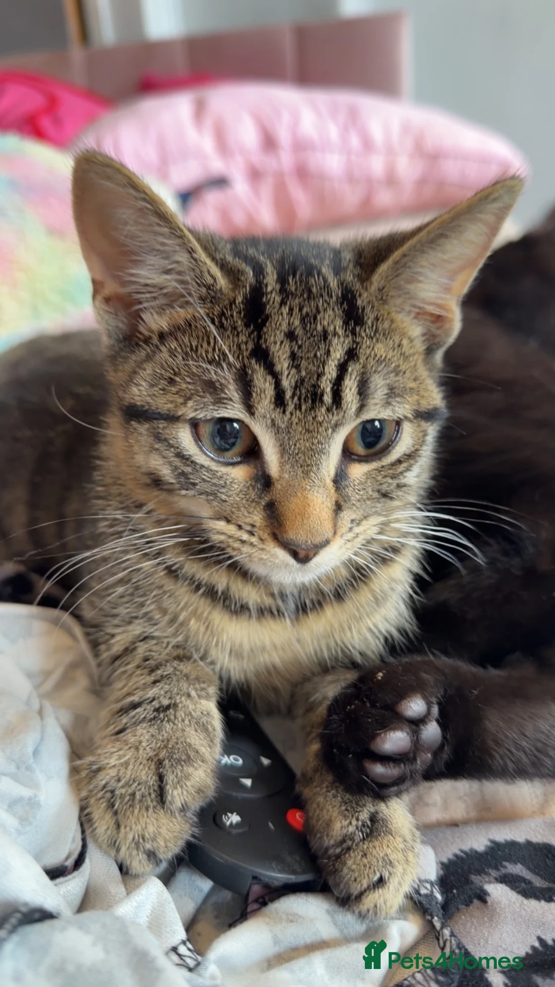 Domestic Shorthair cats for sale: Kittens looking forever home  in Dunfermline - Advert 4